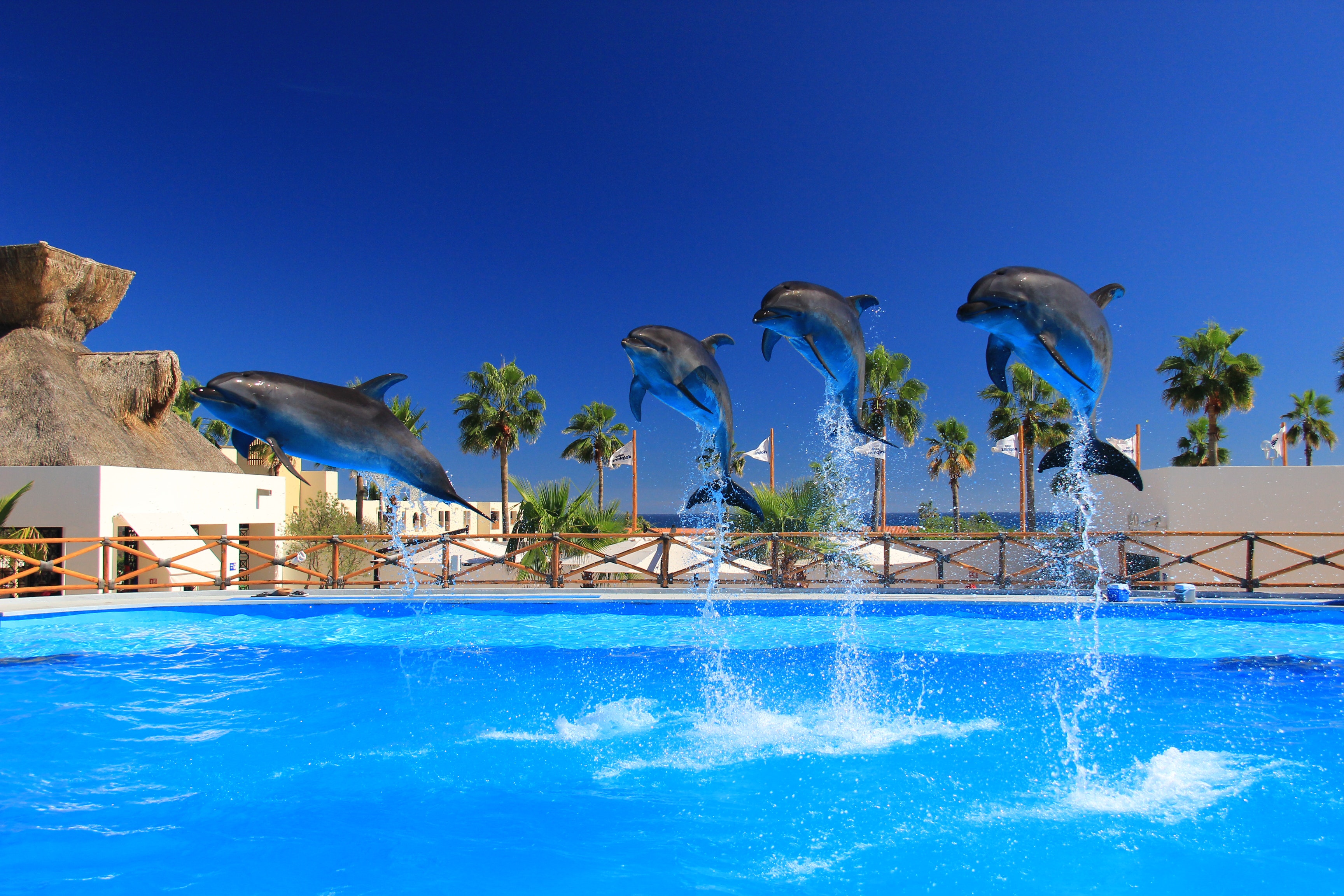 Making a Splash in Dubai: The Mesmerizing Dolphin Show Experience