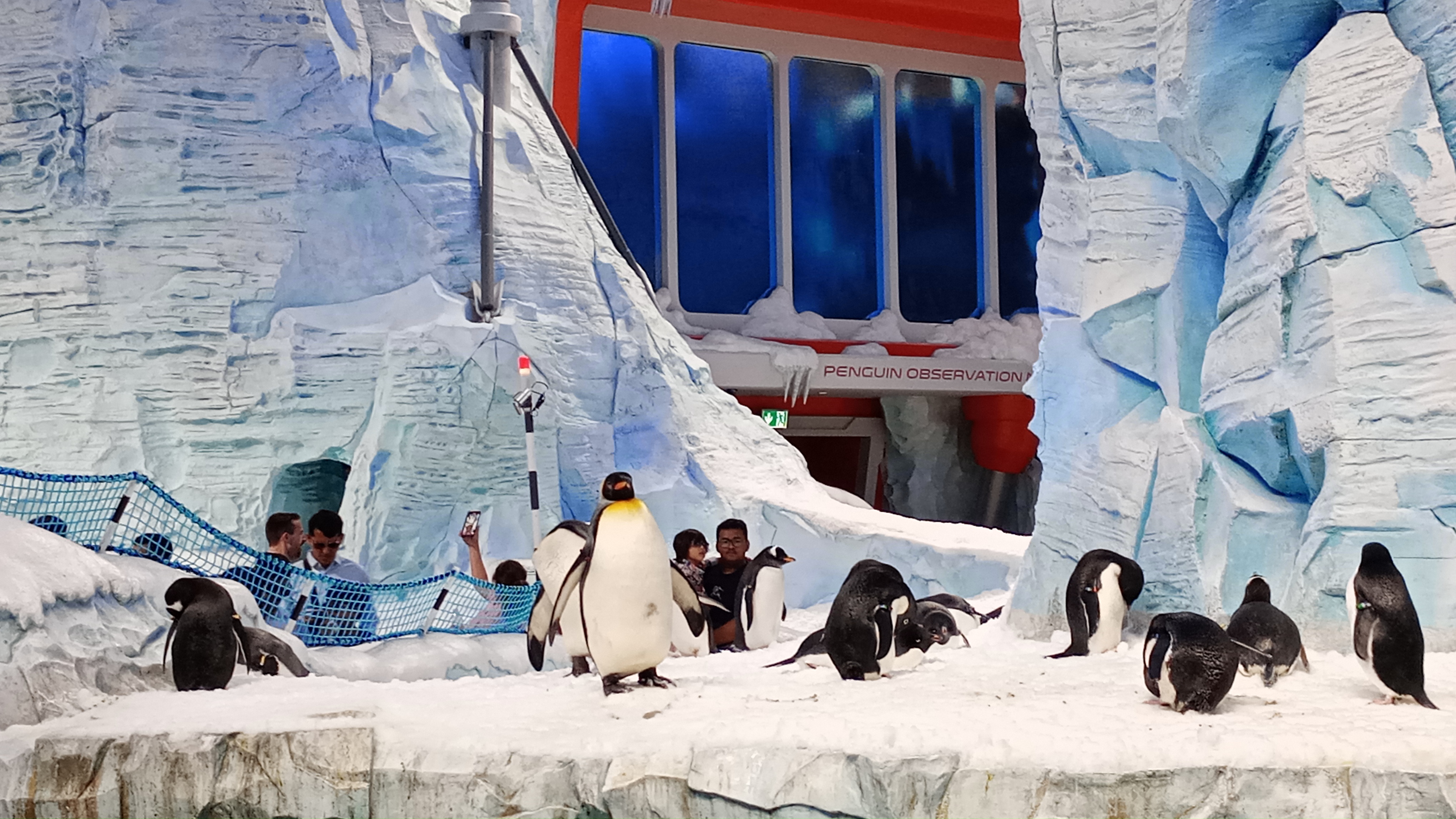 Delve into Aquatic Wonders: SeaWorld Dubai's Splashy Adventure