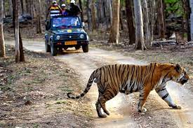 Pench National Park